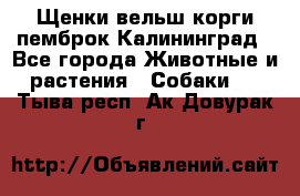 Щенки вельш корги пемброк Калининград - Все города Животные и растения » Собаки   . Тыва респ.,Ак-Довурак г.